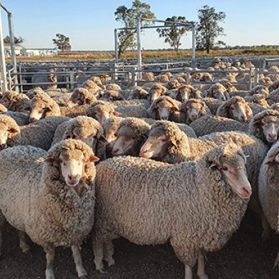 Flock of sheep standing close together looking in direction of camera 